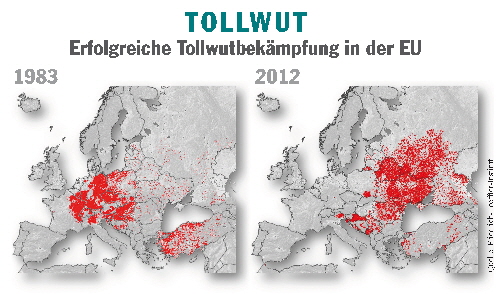 Tollwut