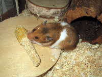 Tierarztpraxis Prinzenhof Goldhamster