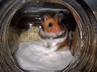 Tierarztpraxis Prinzenhof Goldhamster