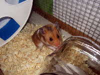 Tierarztpraxis Prinzenhof Goldhamster